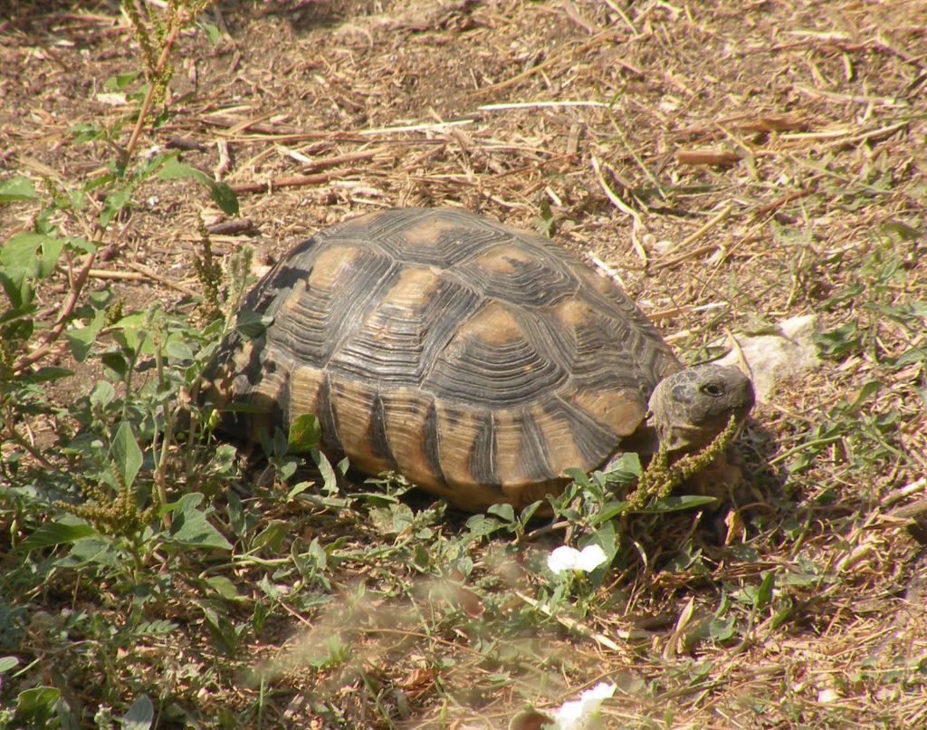 Tartaruga ad Atene